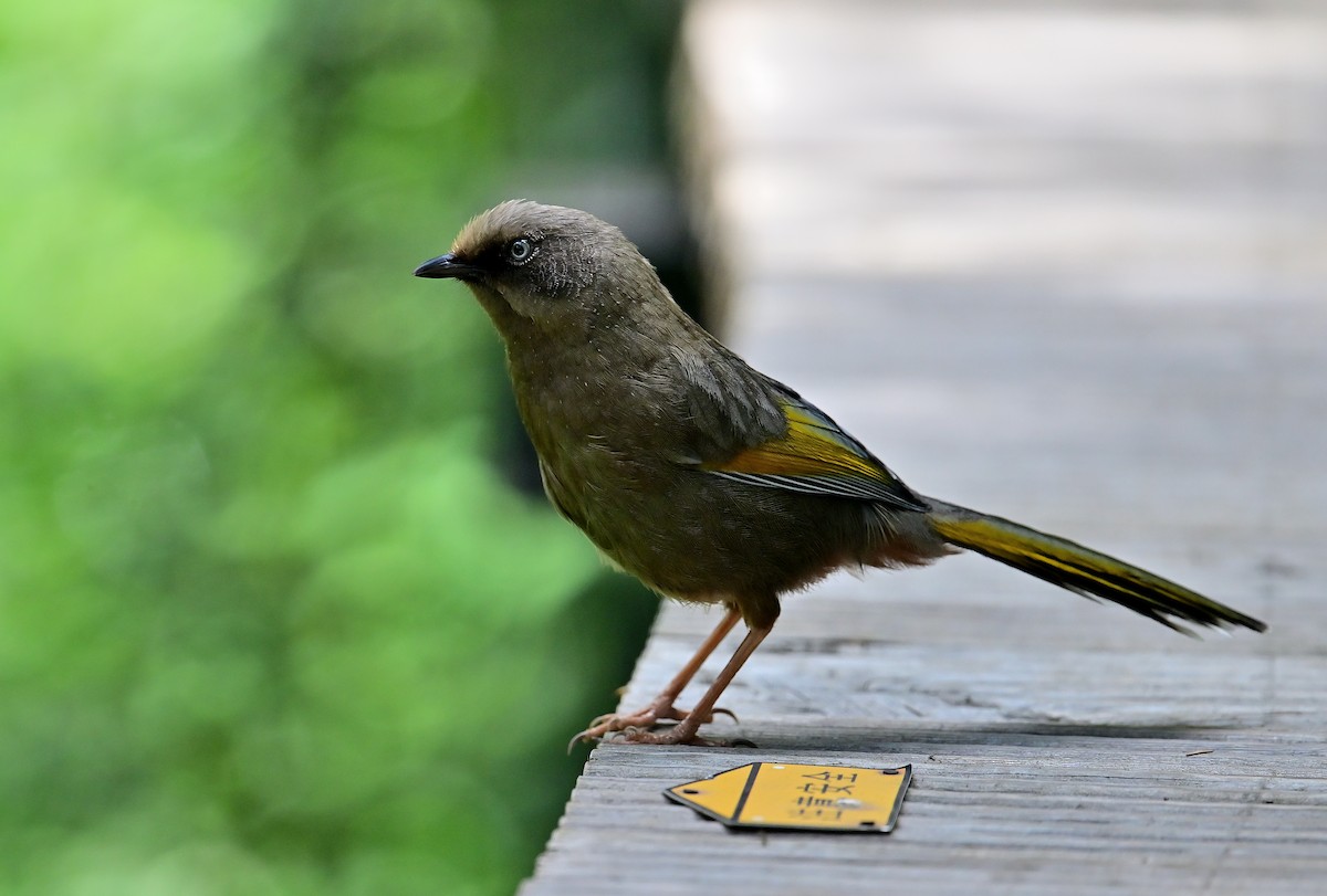Elliot's Laughingthrush - ML643804940