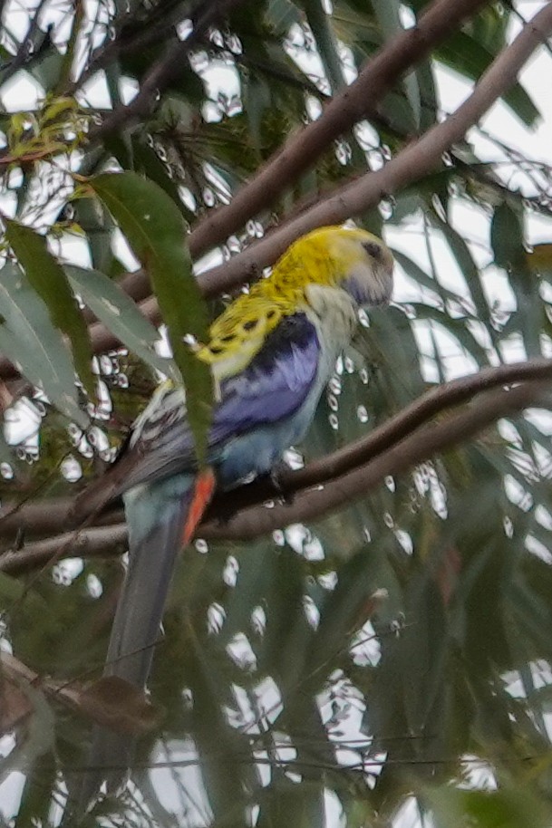 Pale-headed Rosella - ML643804950