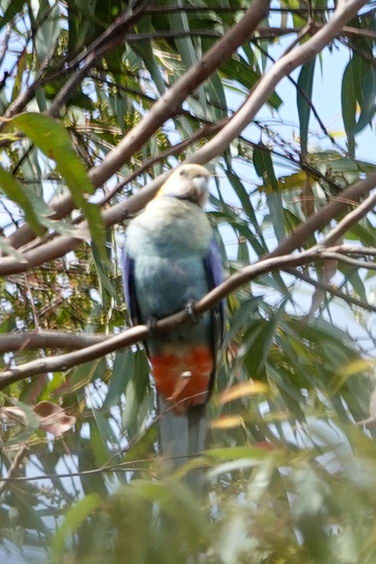 Pale-headed Rosella - ML643804951