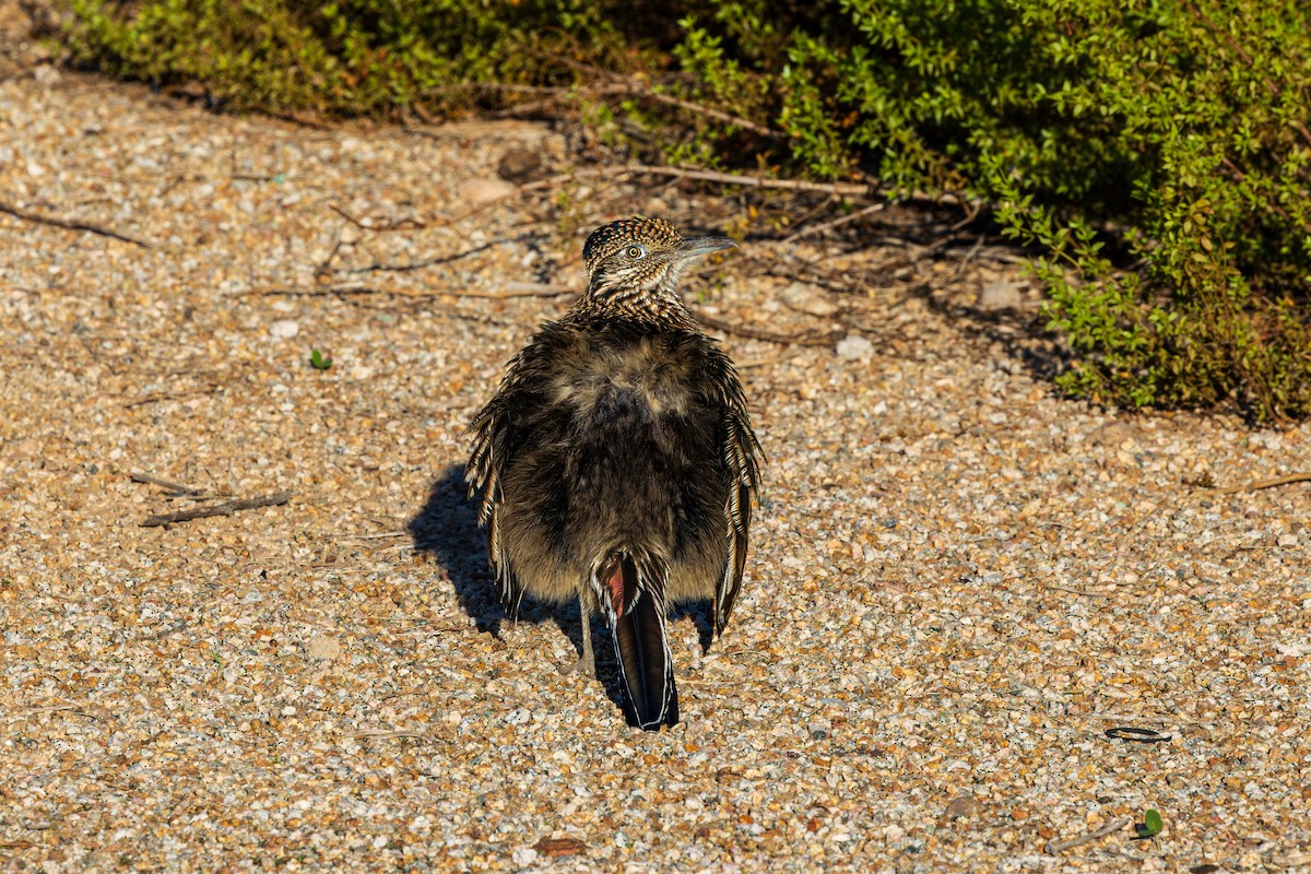 Greater Roadrunner - ML643804963