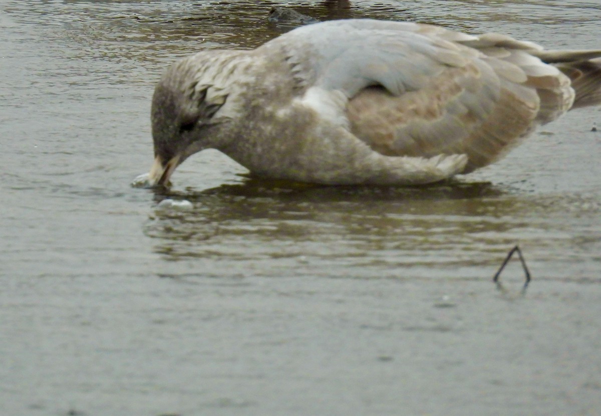 Short-billed Gull - ML643804970