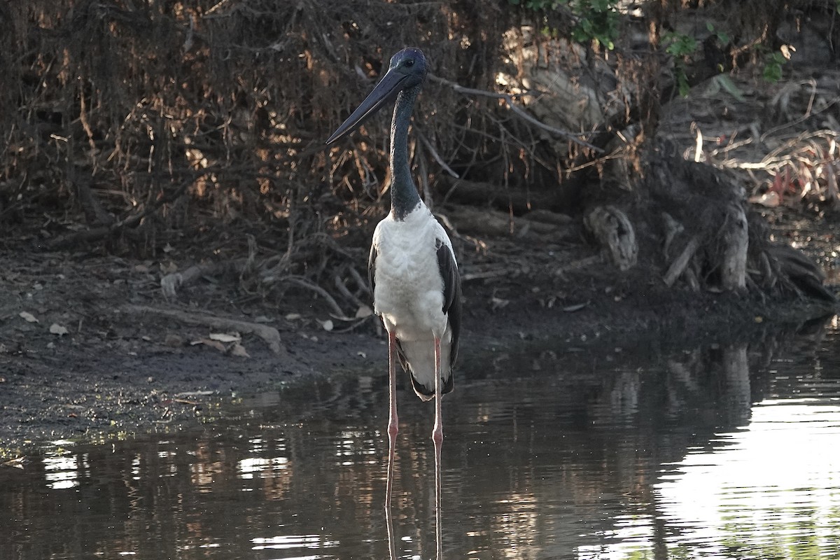 Black-necked Stork - ML643804974