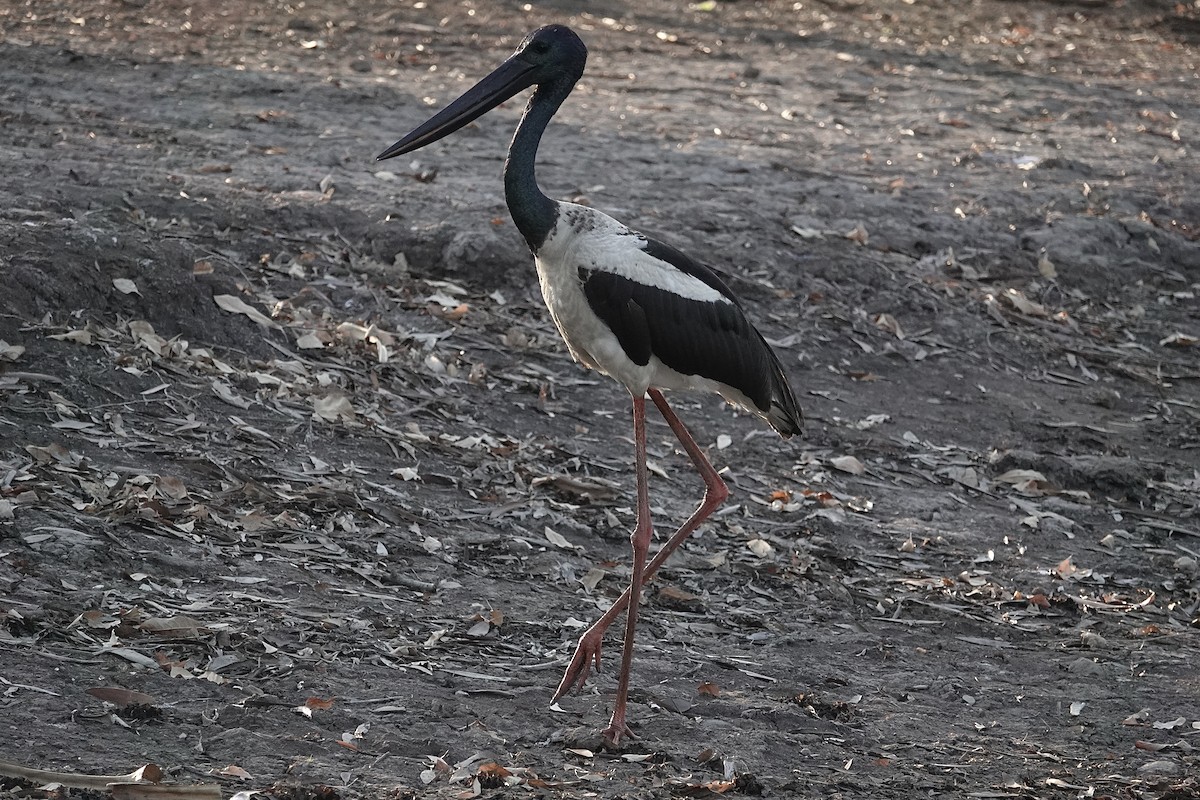 Black-necked Stork - ML643804975
