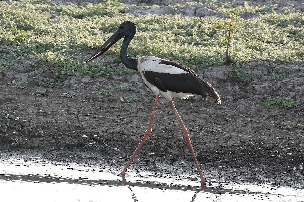 Black-necked Stork - ML643804976