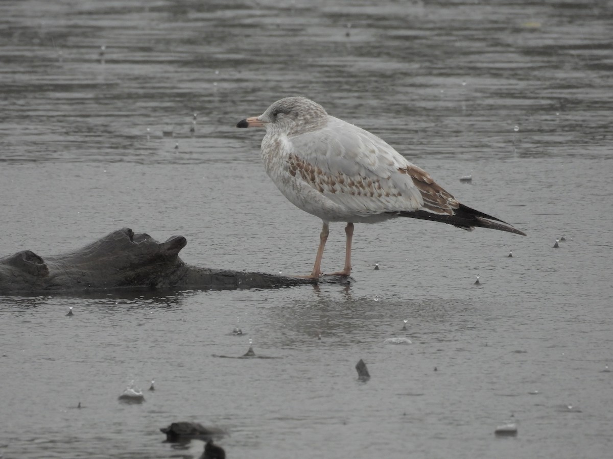 Ring-billed Gull - ML643804980