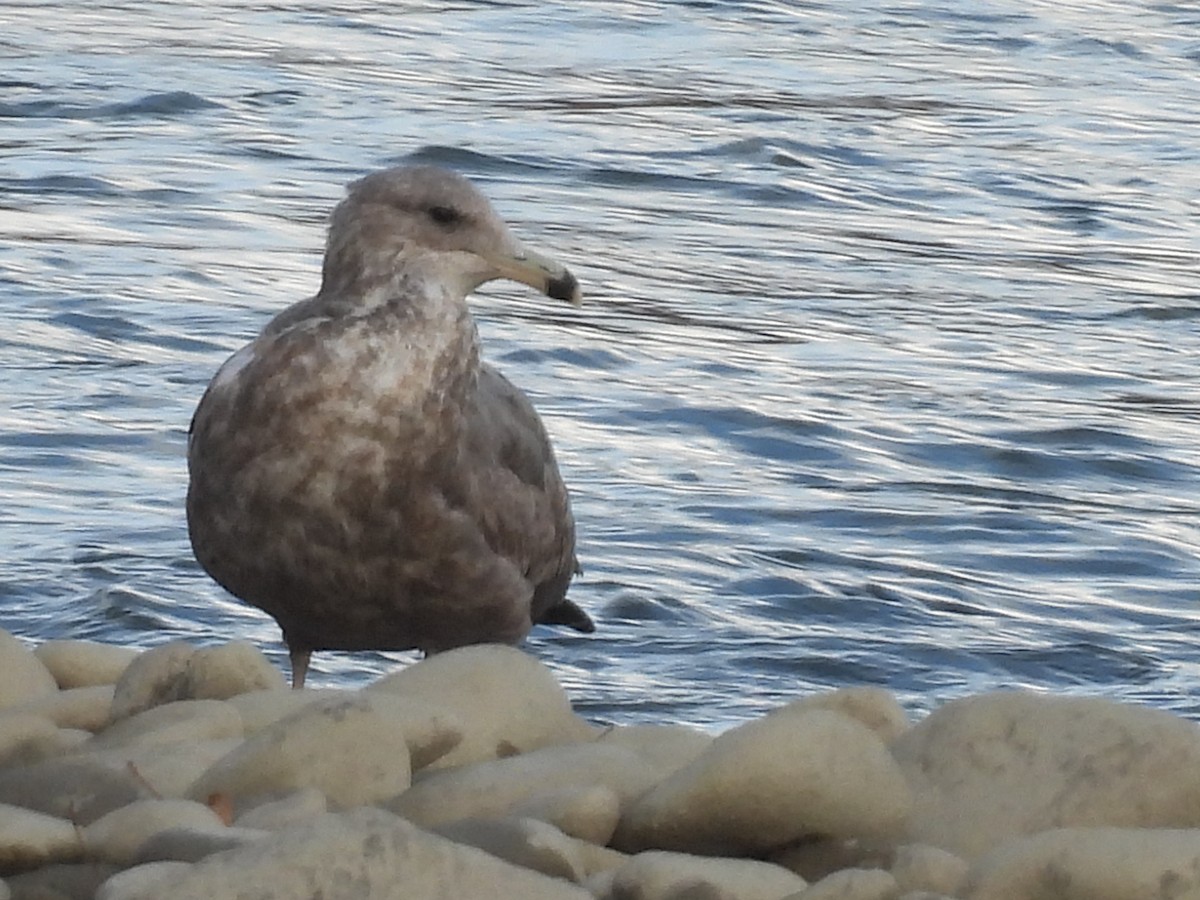 California Gull - ML643804981