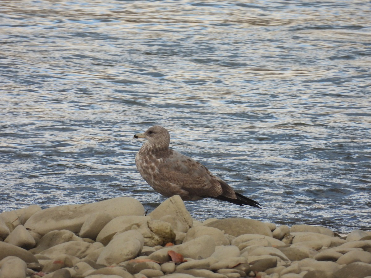 California Gull - ML643804982