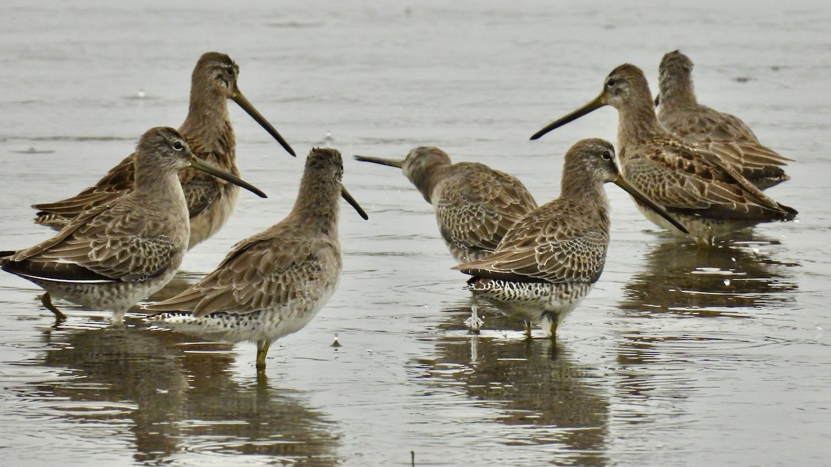 Long-billed Dowitcher - ML643804984