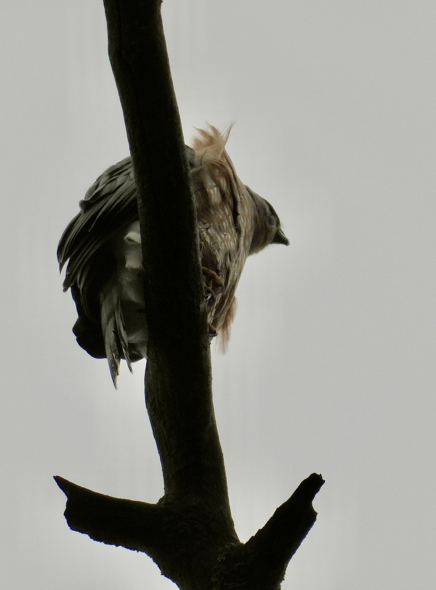 Cooper's Hawk - ML643804988