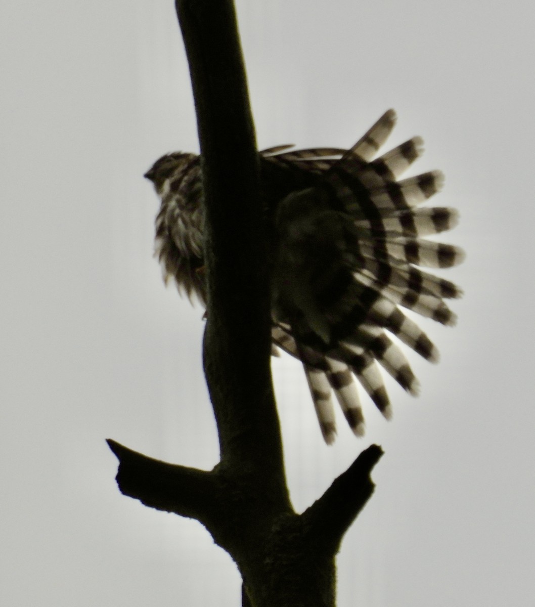 Cooper's Hawk - ML643804989