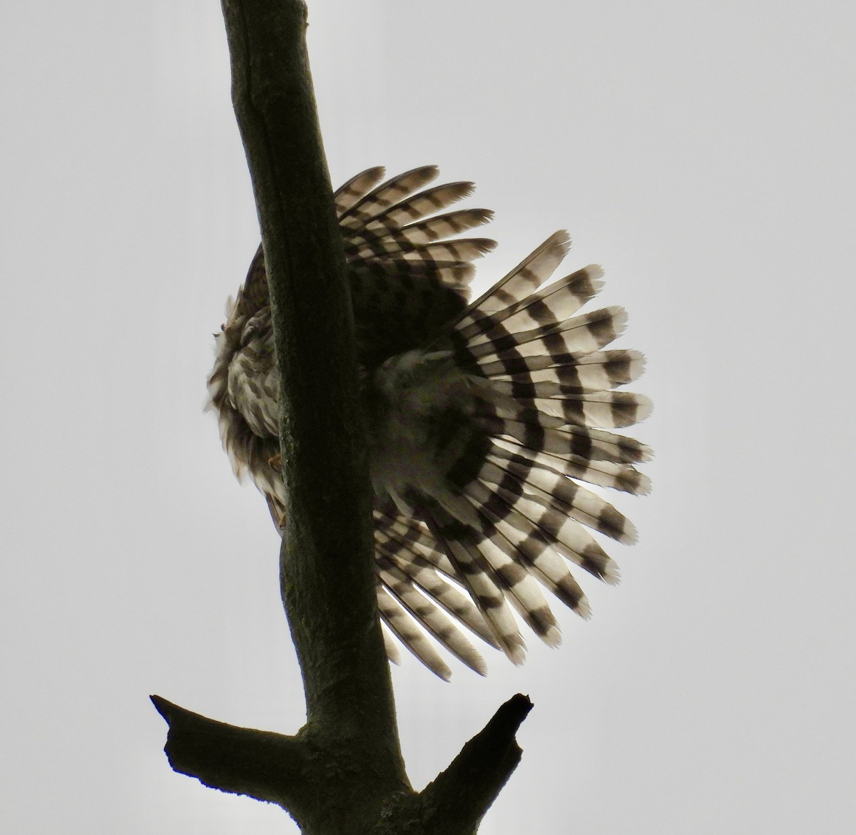 Cooper's Hawk - ML643804990