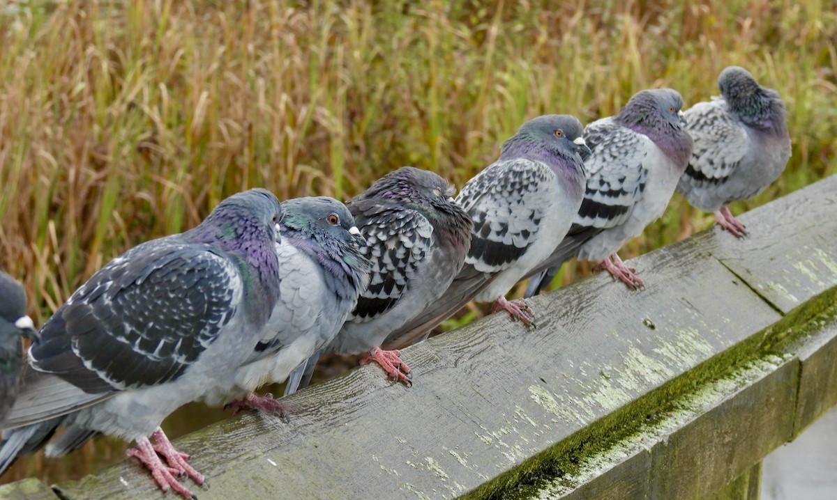 Rock Pigeon (Feral Pigeon) - ML643805002