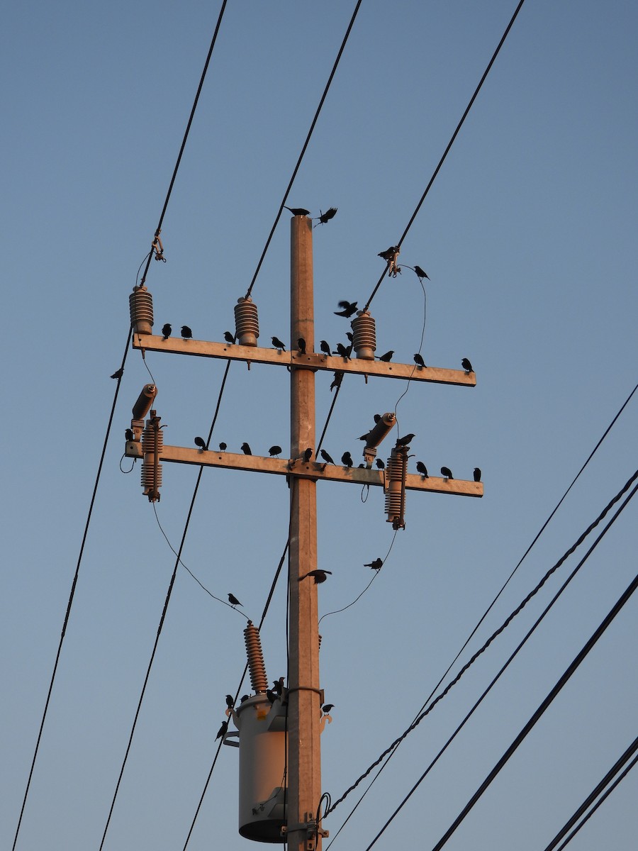 Bronzed Cowbird - ML643805004