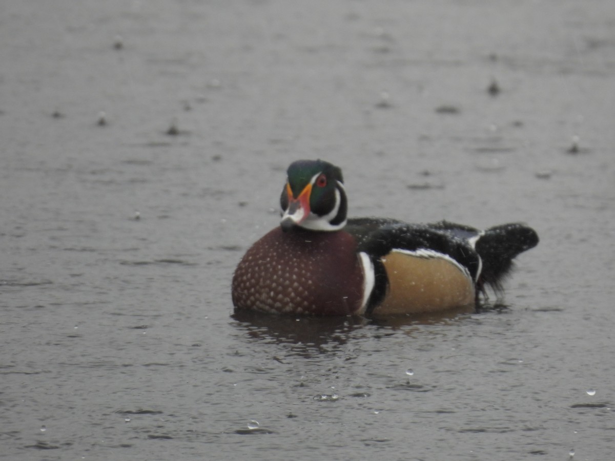 Wood Duck - ML643805008