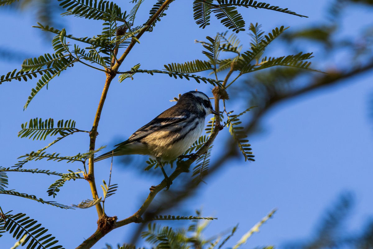 Black-throated Gray Warbler - ML643805019