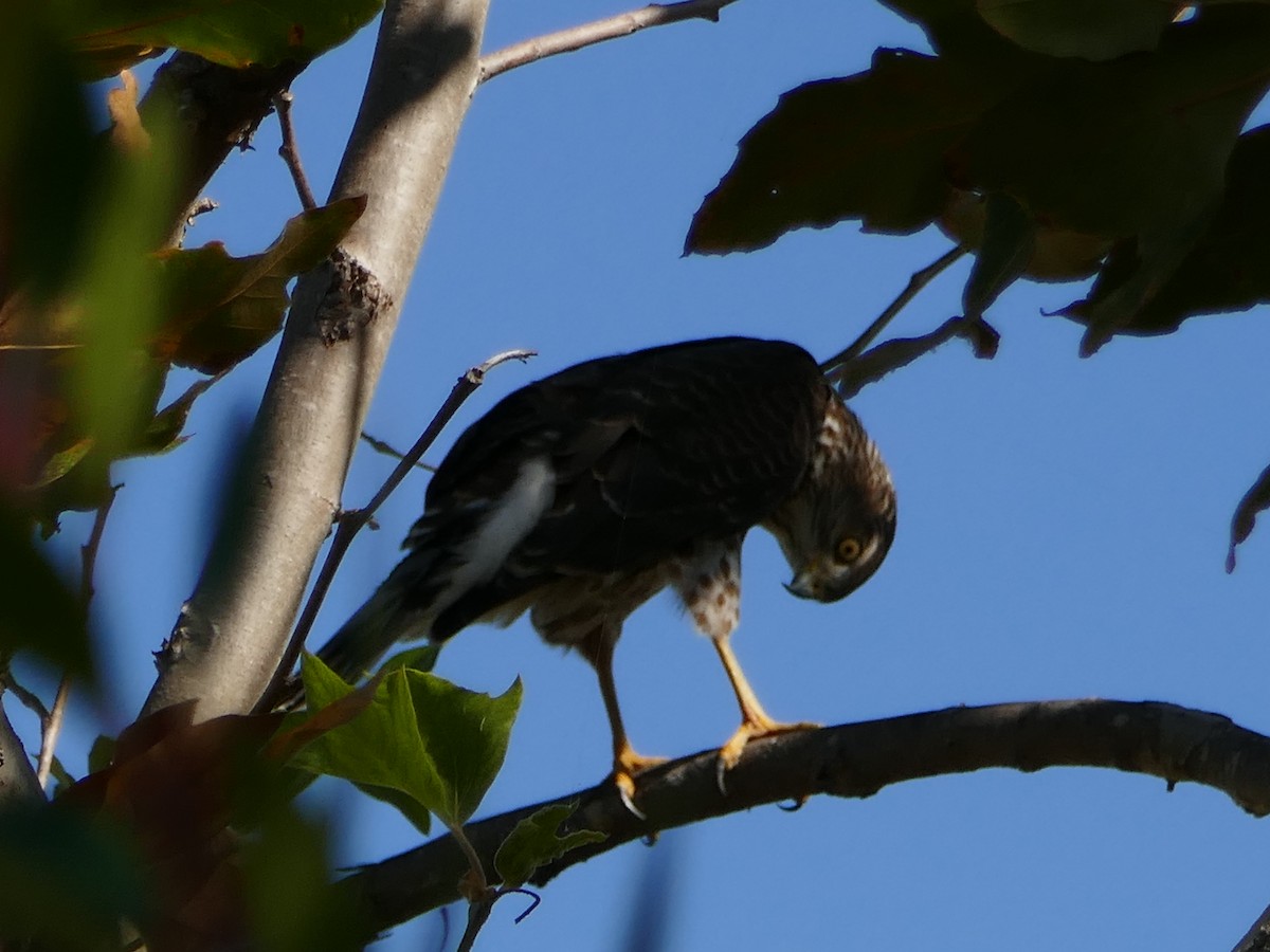Cooper's Hawk - ML643805033
