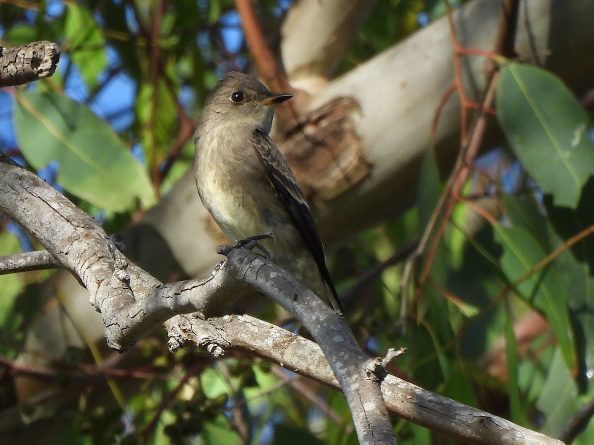 Western Wood-Pewee - ML643805037
