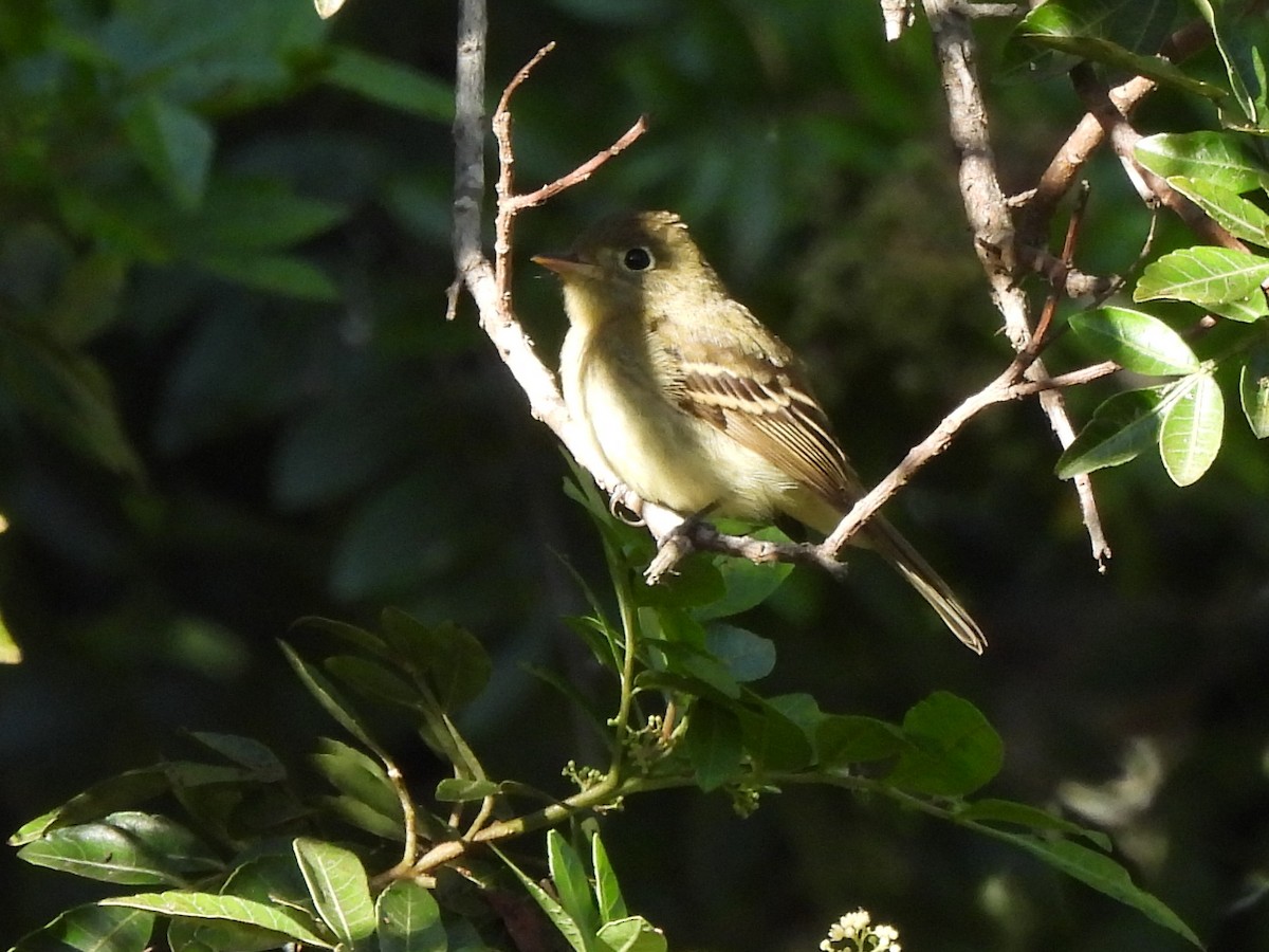 Western Flycatcher (Pacific-slope) - ML643805039