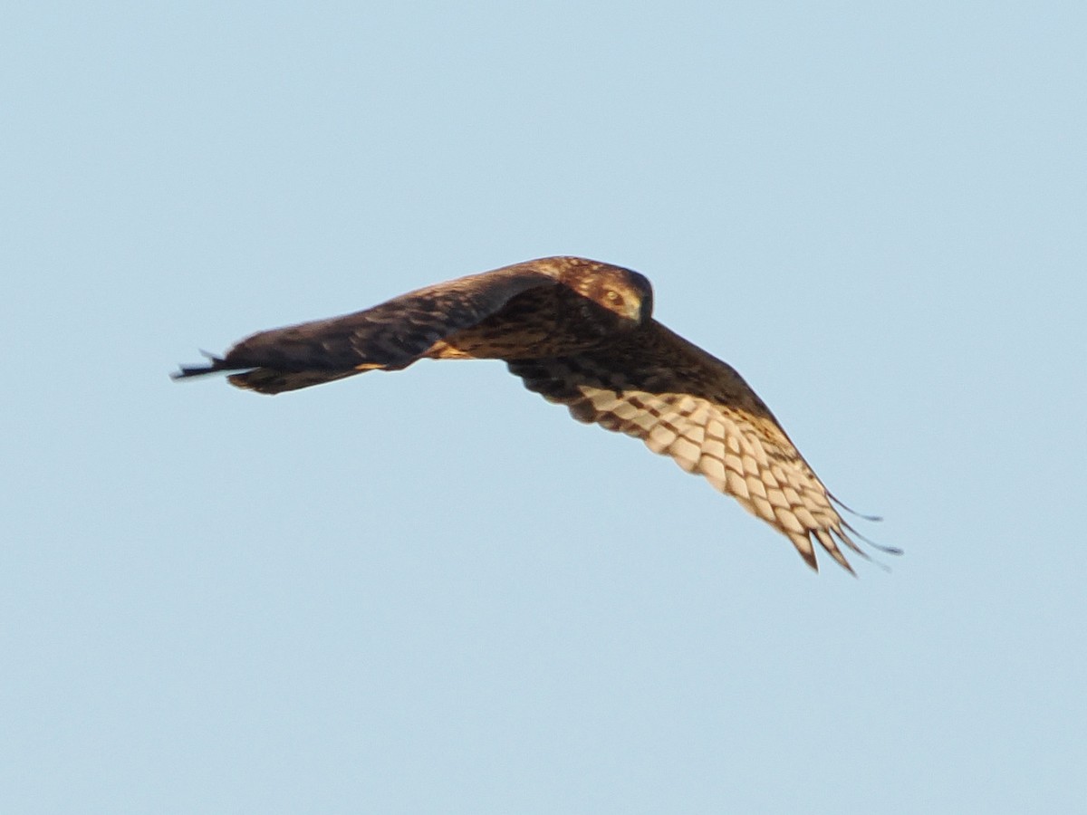 Northern Harrier - ML643805045