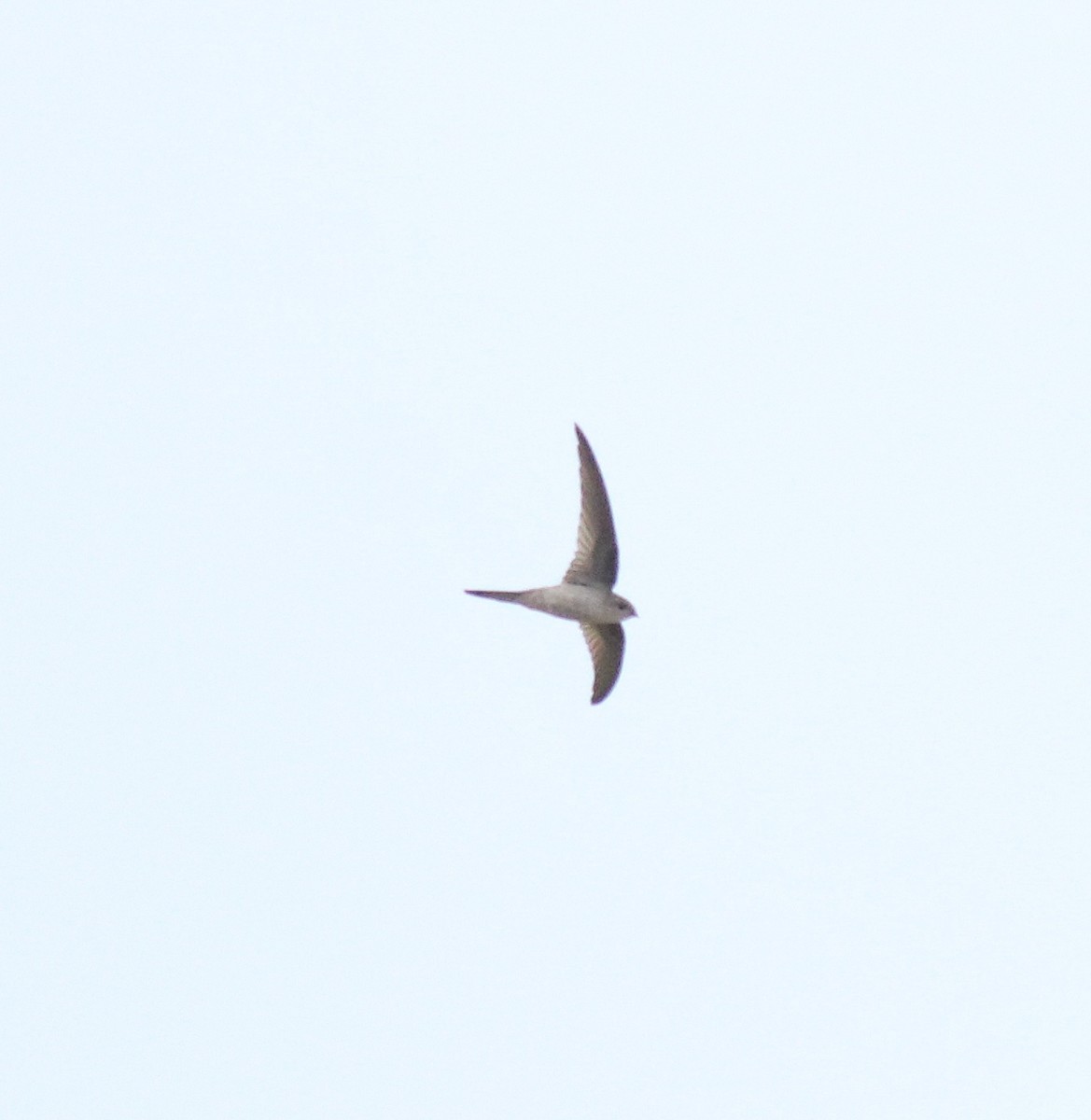 アジアヤシアマツバメ - ML643805079