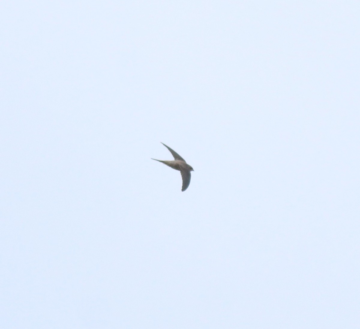 アジアヤシアマツバメ - ML643805081