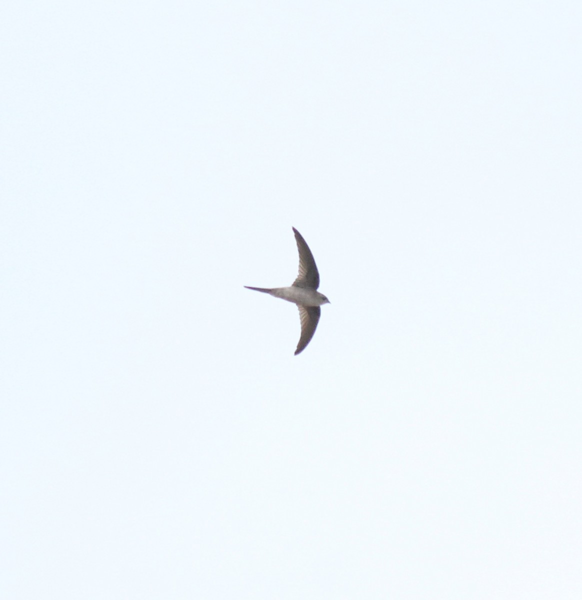 アジアヤシアマツバメ - ML643805082