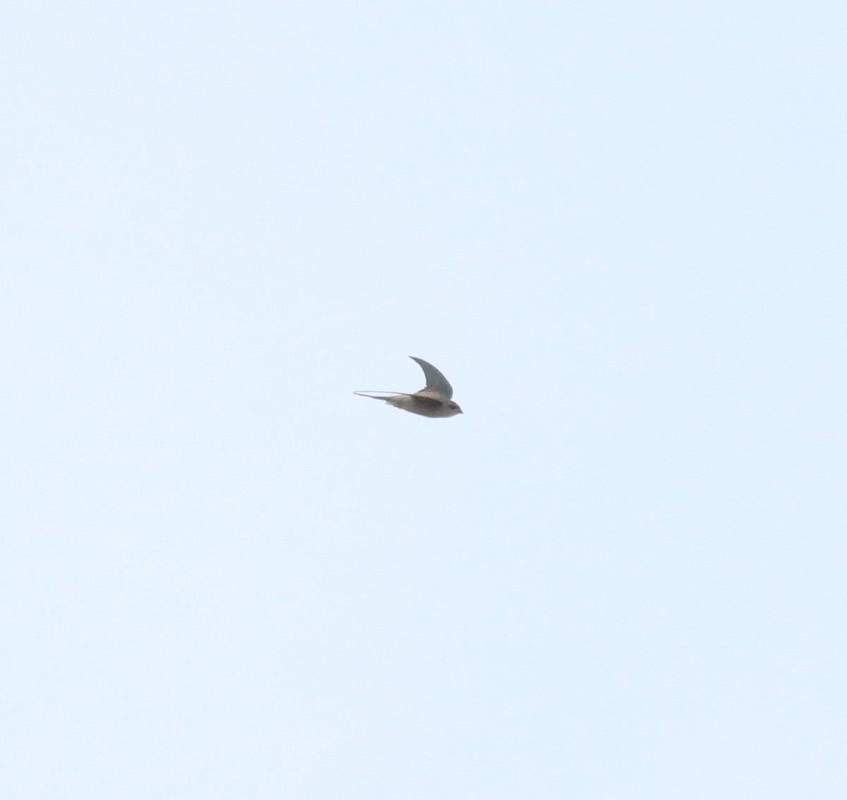 アジアヤシアマツバメ - ML643805083