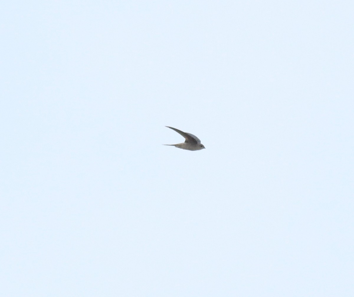 アジアヤシアマツバメ - ML643805084
