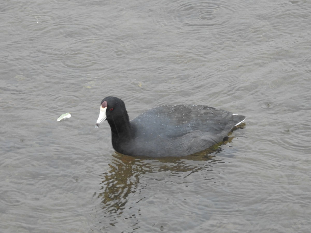 American Coot - ML643805105
