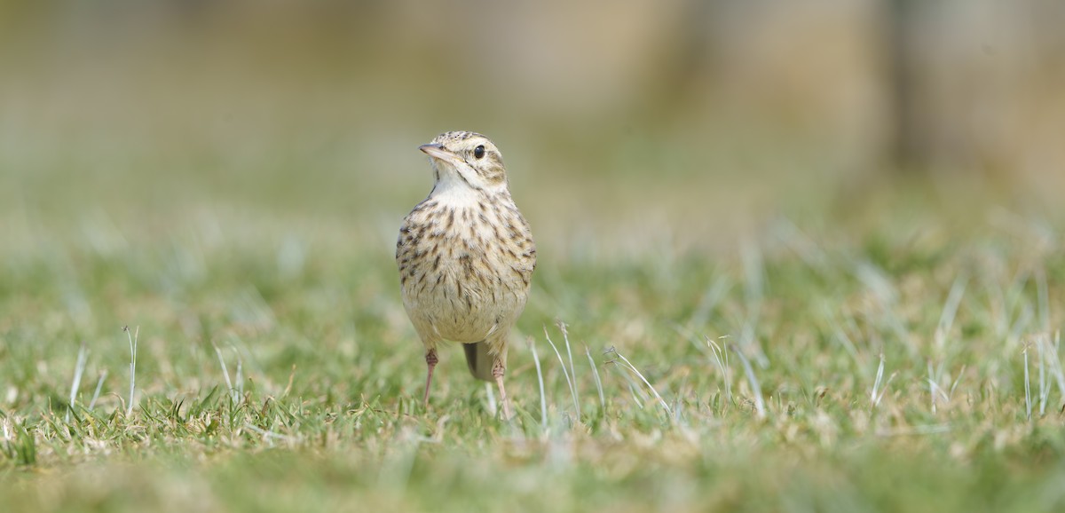 Australian Pipit - ML643805106
