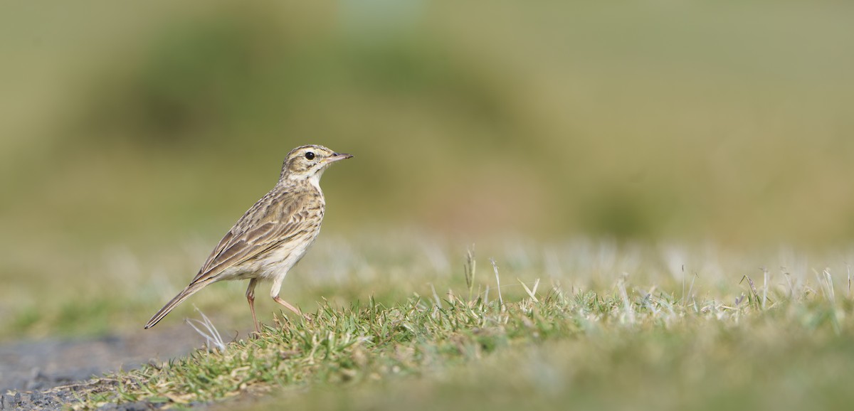 Australian Pipit - ML643805107