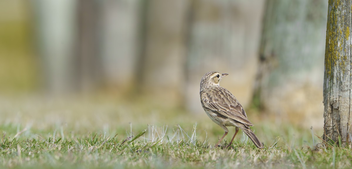Australian Pipit - ML643805108