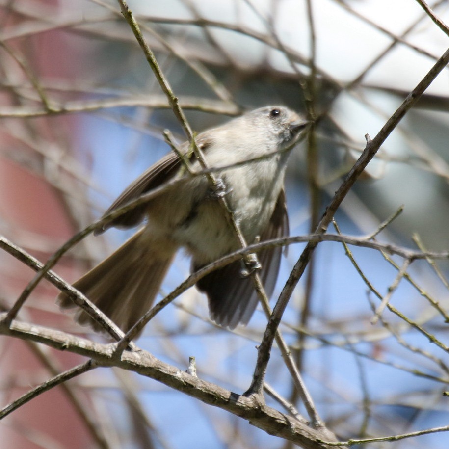 Oak Titmouse - ML643805110
