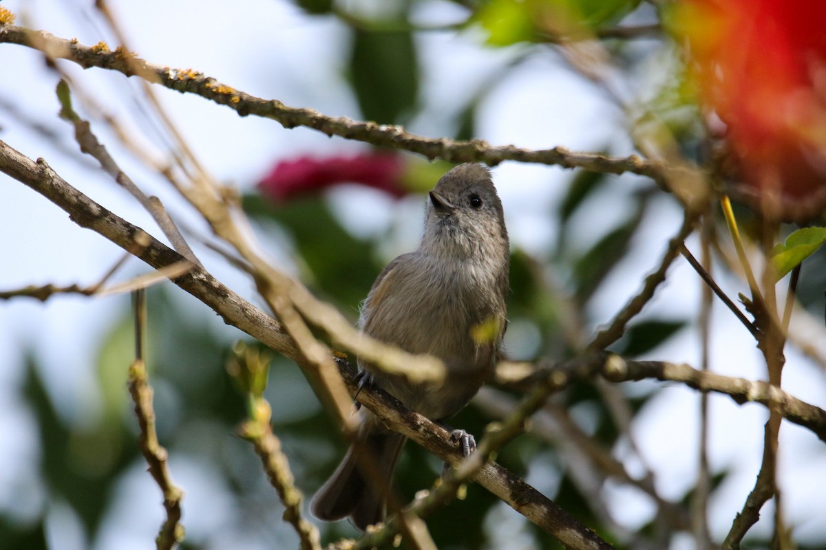 Oak Titmouse - ML643805111