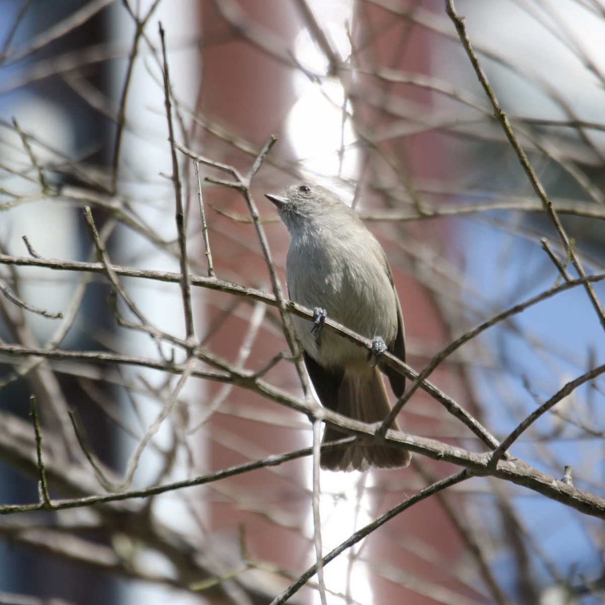 Oak Titmouse - ML643805112