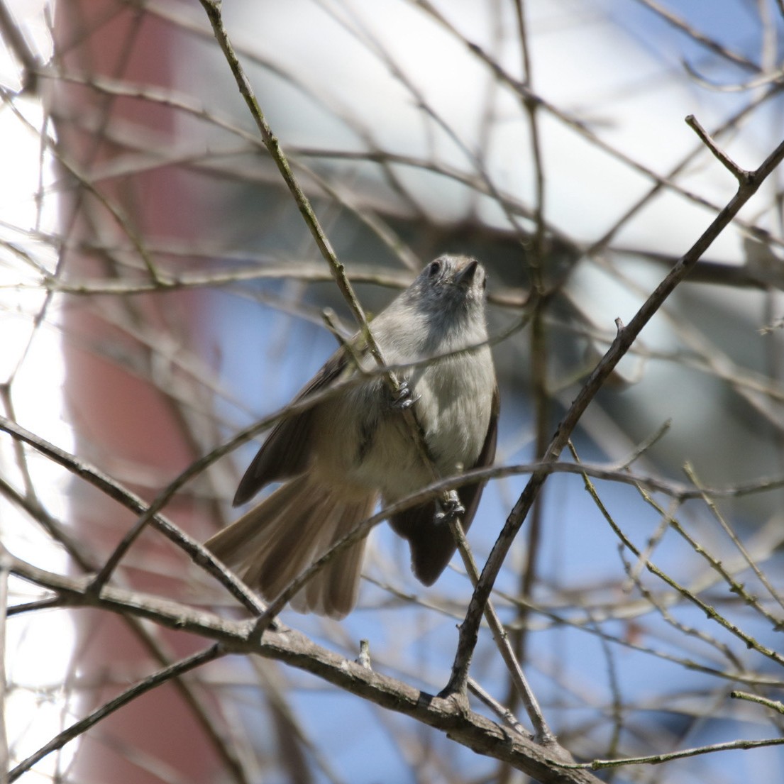 Oak Titmouse - ML643805113