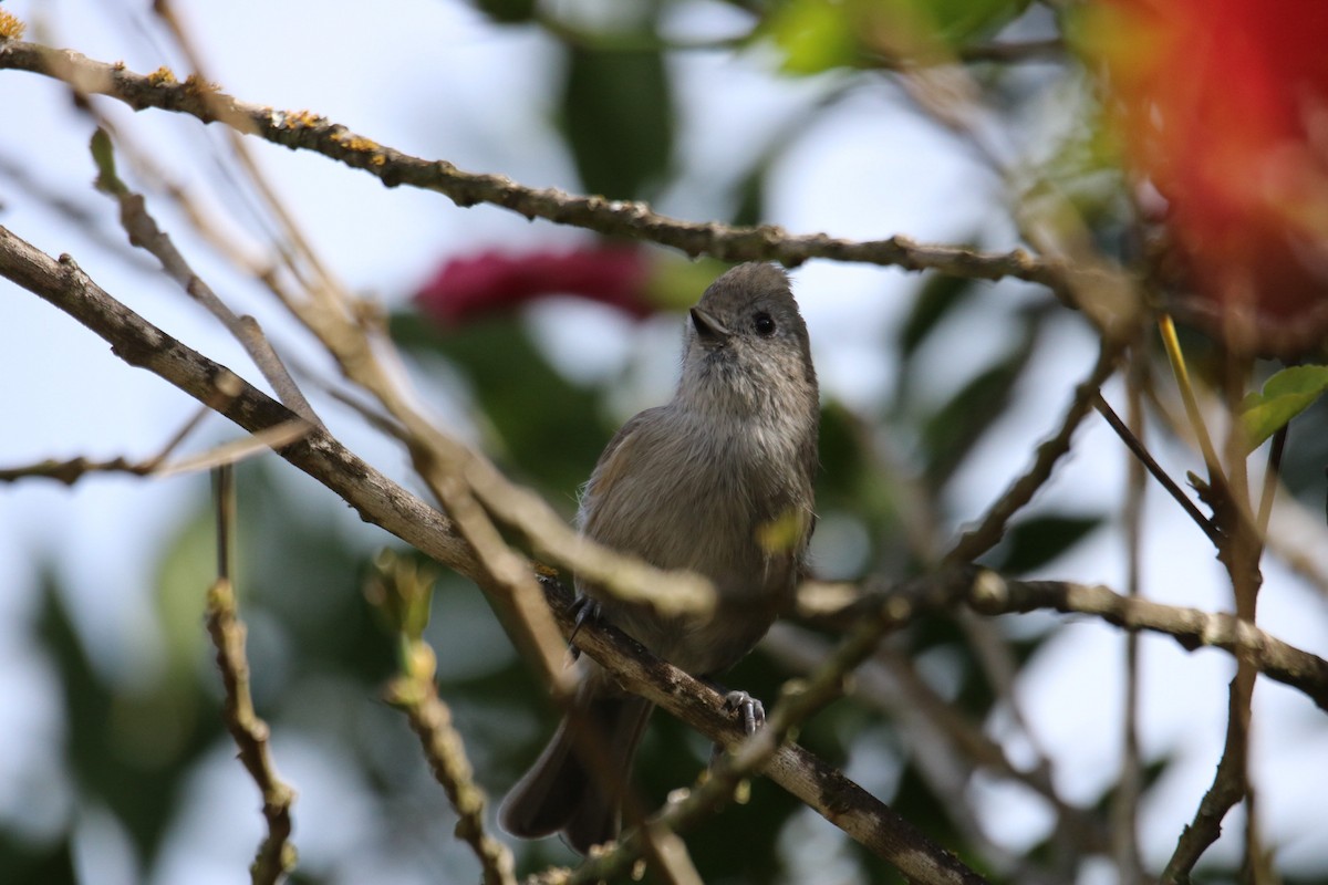 Oak Titmouse - ML643805114