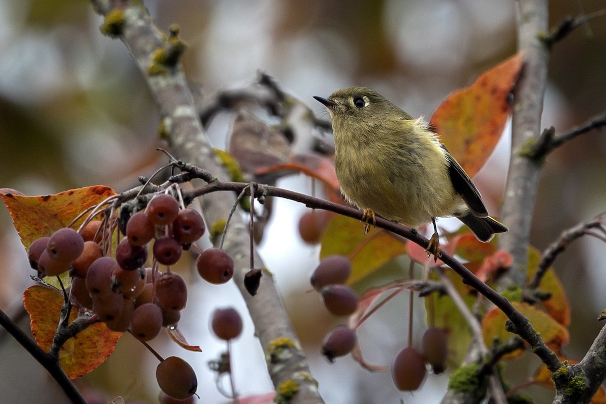 Ruby-crowned Kinglet - ML643805124