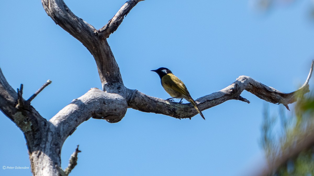 White-eared Honeyeater - ML643805134