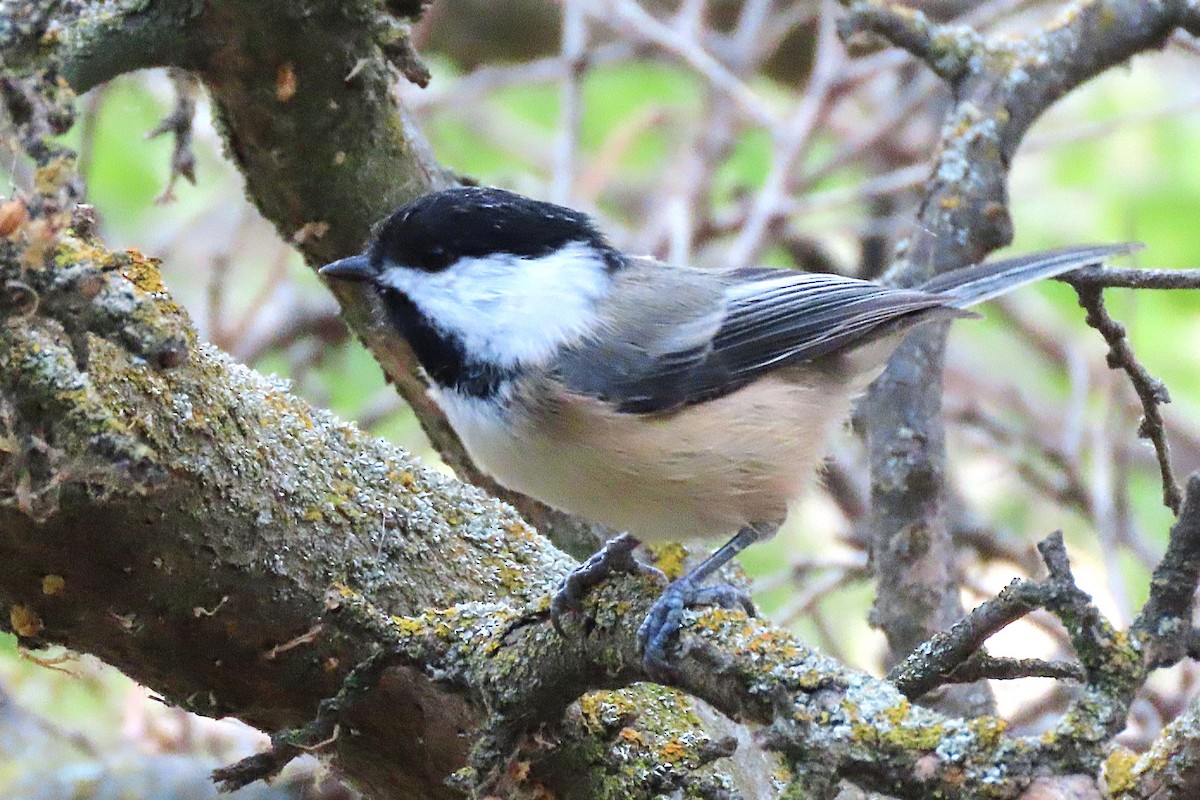 Black-capped Chickadee - ML643805144