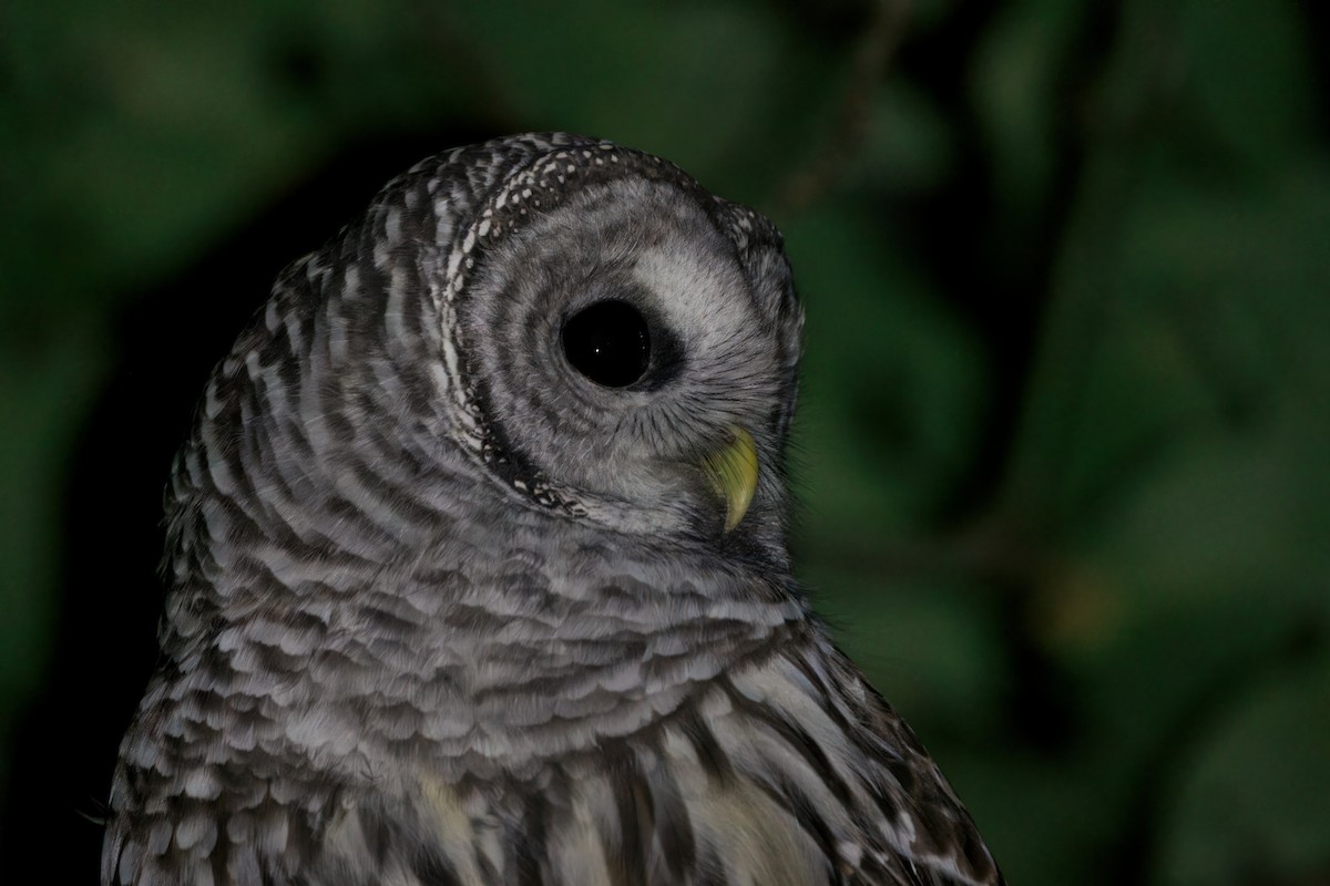 Barred Owl - ML643805153