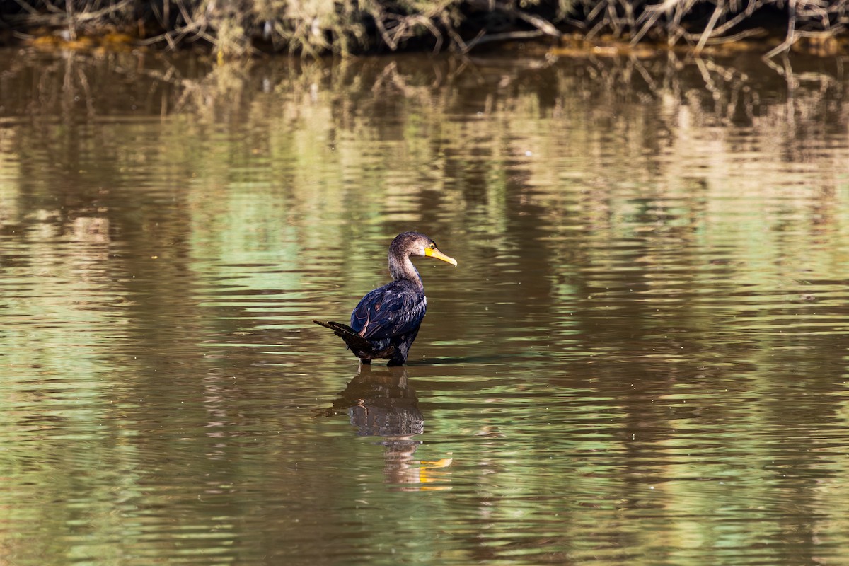 Double-crested Cormorant - ML643805160