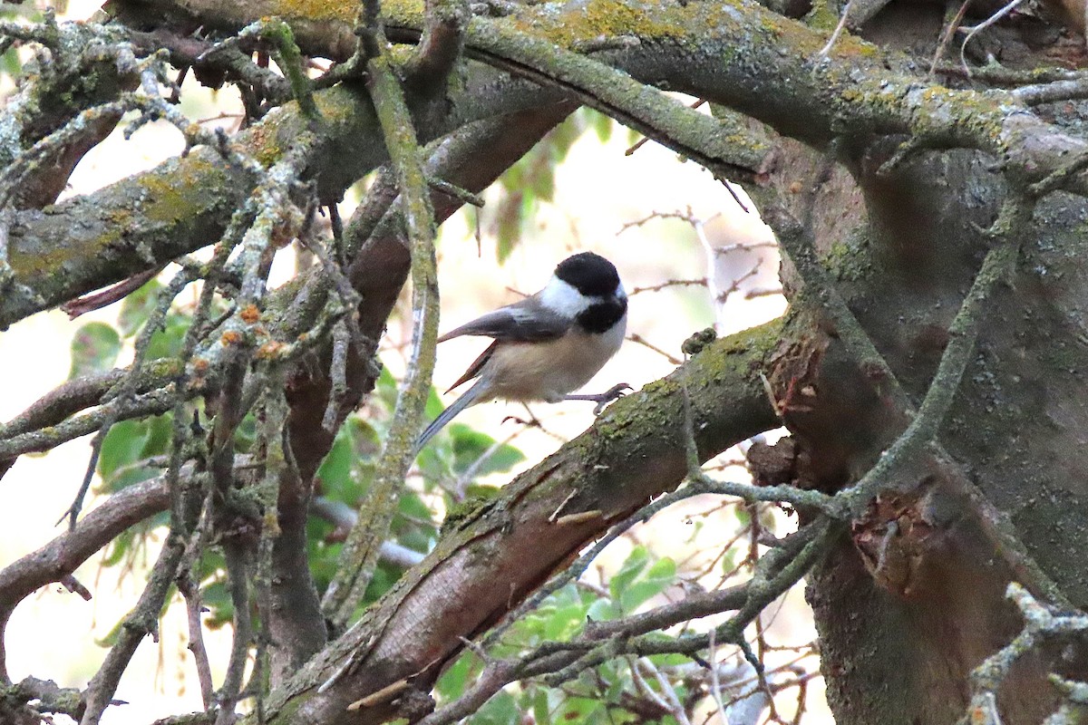 Black-capped Chickadee - ML643805162