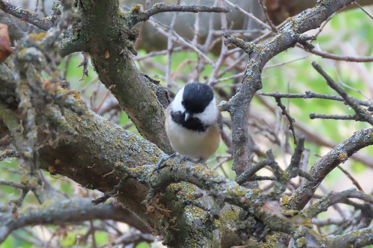 Black-capped Chickadee - ML643805163