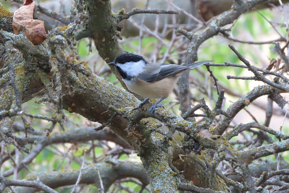 Black-capped Chickadee - ML643805164