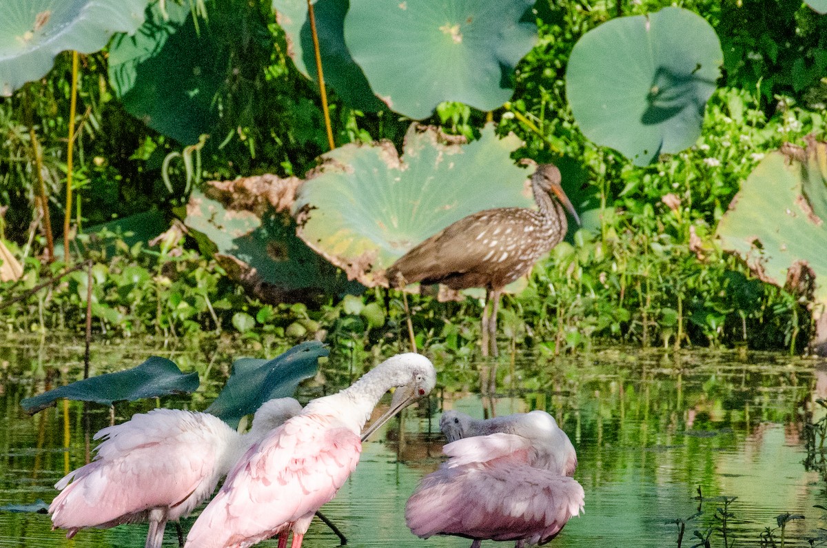 Limpkin - ML643805165