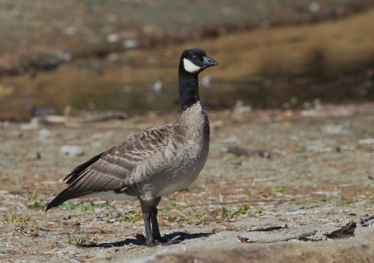 Cackling Goose - ML643805166