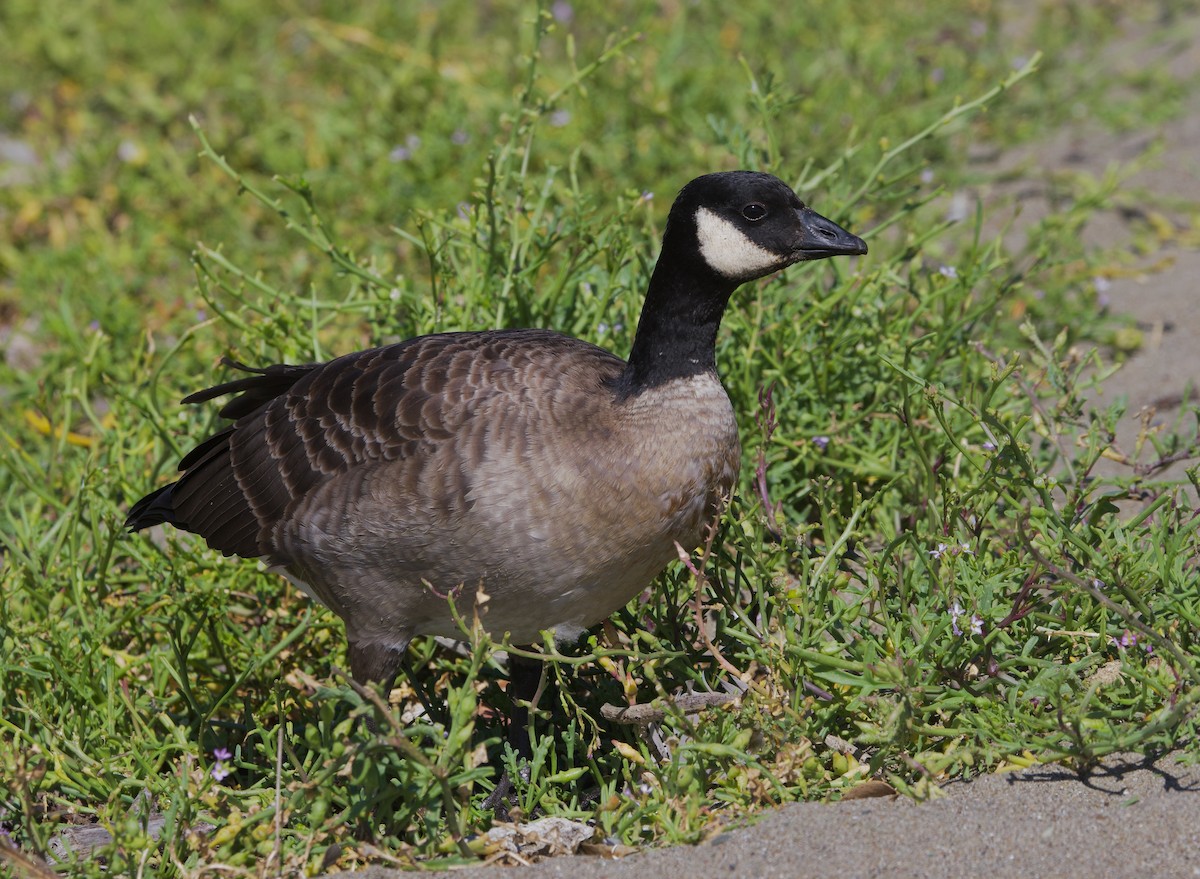 Cackling Goose - ML643805167