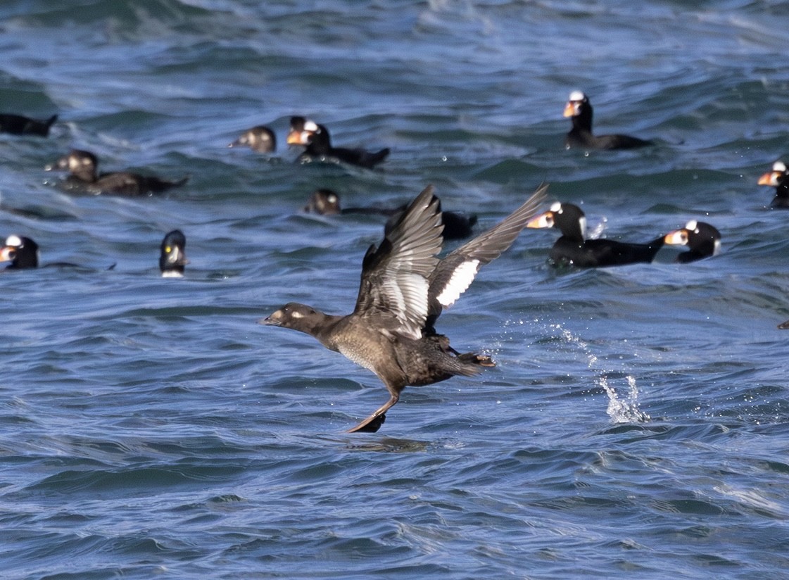 White-winged Scoter - ML643805172
