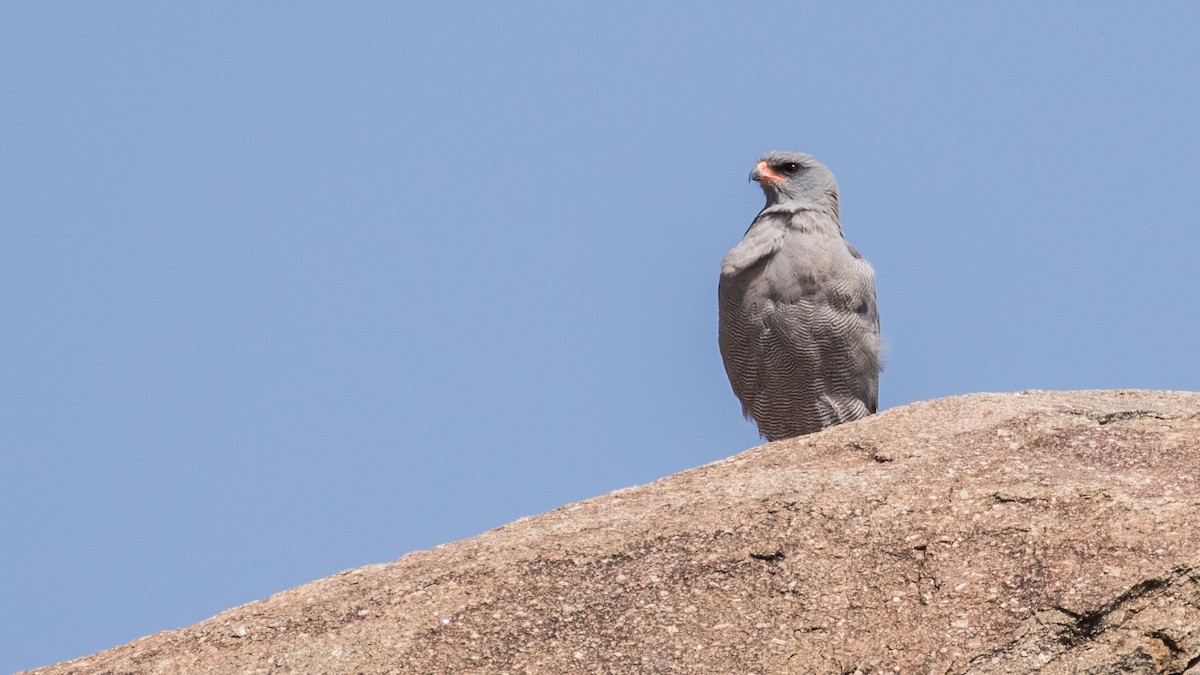 Dark Chanting-Goshawk - ML643805173